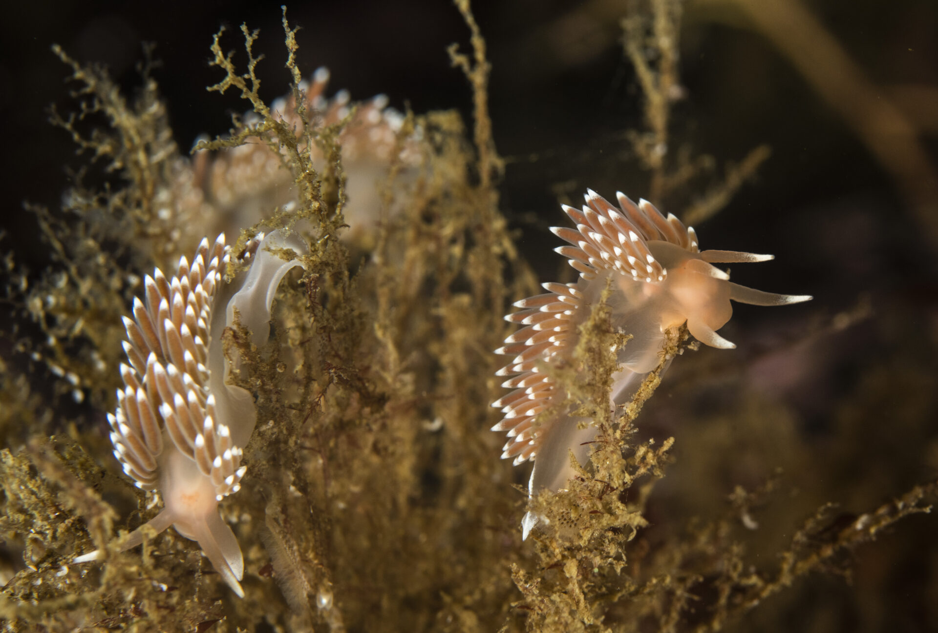 Universo a pequeña escala: El mundo submarino chileno a través de la macrofotografía de Mauricio Altamirano