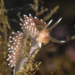Flabellina falklandica. Créditos: © Mauricio Altamirano @mauricio.altamiranoo @chomesub_expediciones