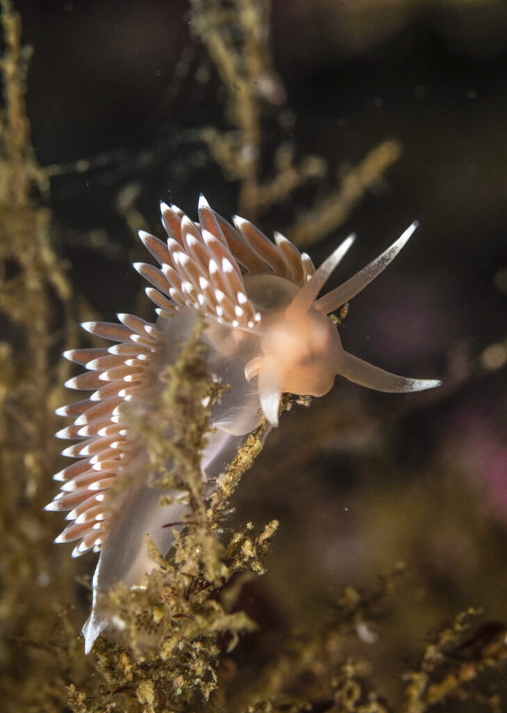 Flabellina falklandica. Créditos: © Mauricio Altamirano @mauricio.altamiranoo @chomesub_expediciones