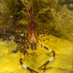 camarón pintado (Campylonotus vagans). Créditos: © Mauricio Altamirano @mauricio.altamiranoo @chomesub_expediciones