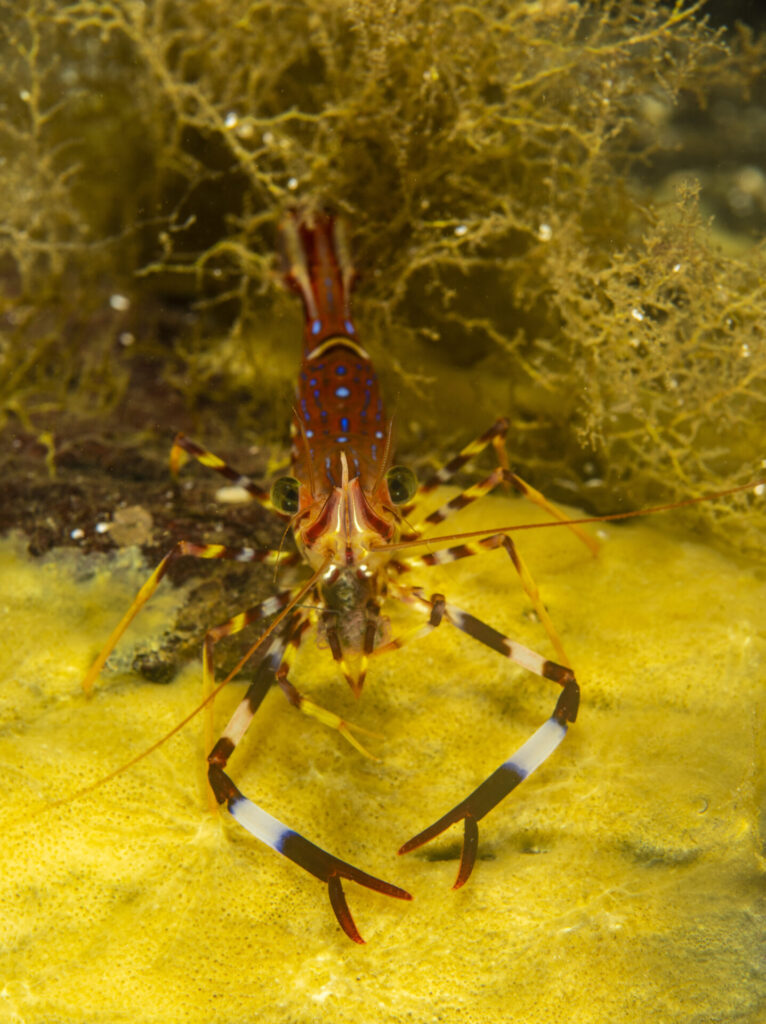 camarón pintado (Campylonotus vagans). Créditos: © Mauricio Altamirano @mauricio.altamiranoo @chomesub_expediciones
