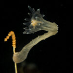 Estauromedusa (Haliclystus antarcticus) fijada sobre el eje de un hidrozoo colonial. Créditos: © Mauricio Altamirano @mauricio.altamiranoo @chomesub_expediciones