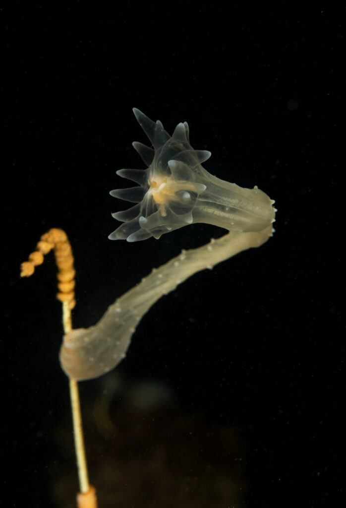 Estauromedusa (Haliclystus antarcticus) fijada sobre el eje de un hidrozoo colonial. Créditos: © Mauricio Altamirano @mauricio.altamiranoo @chomesub_expediciones