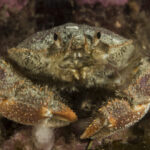 Jaiba de roca o jaiba peluda (Romaleon polyodon). Créditos: © Mauricio Altamirano @mauricio.altamiranoo @chomesub_expediciones