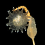 Estauromedusa (Haliclystus antarcticus) fijada sobre el eje de un hidrozoo colonial. Créditos: © Mauricio Altamirano @mauricio.altamiranoo @chomesub_expediciones