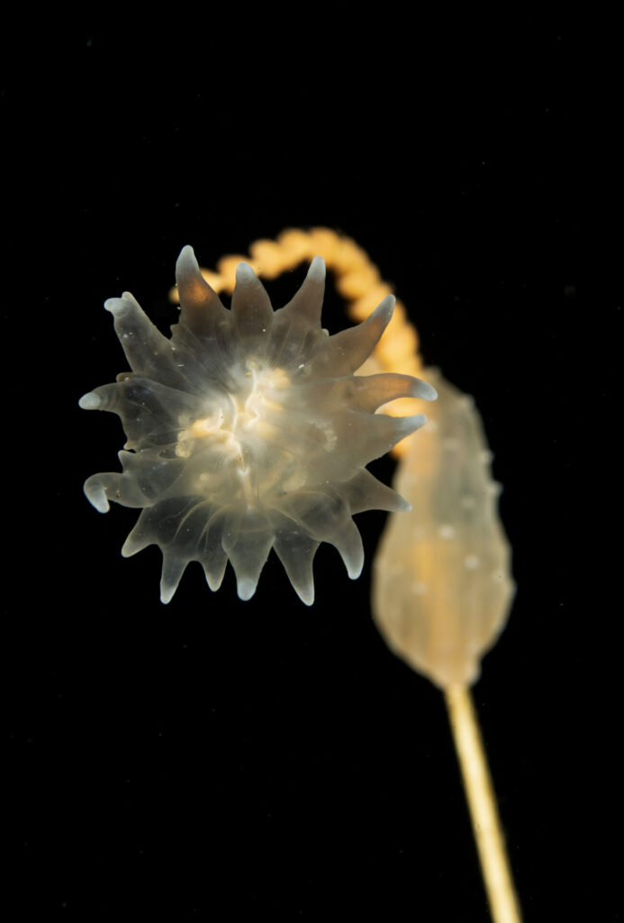 Estauromedusa (Haliclystus antarcticus) fijada sobre el eje de un hidrozoo colonial. Créditos: © Mauricio Altamirano @mauricio.altamiranoo @chomesub_expediciones