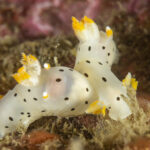 Nudibranquio Dálmata (Thecacera darwini). Créditos: © Mauricio Altamirano @mauricio.altamiranoo @chomesub_expediciones
