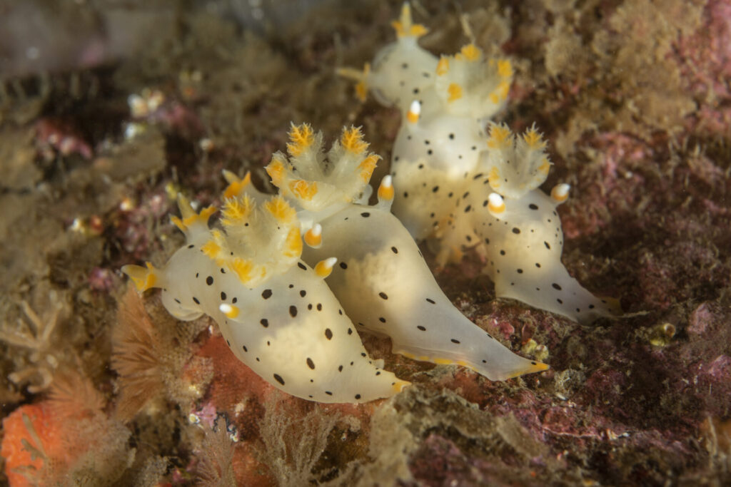 Nudibranquio Dálmata (Thecacera darwini). Créditos: © Mauricio Altamirano @mauricio.altamiranoo @chomesub_expediciones