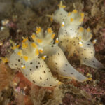 Nudibranquio Dálmata (Thecacera darwini). Créditos: © Mauricio Altamirano @mauricio.altamiranoo @chomesub_expediciones