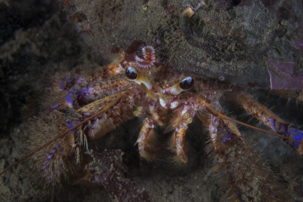 Cangrejo ermitaño colorido (Propagurus gaudichaudii). Créditos: © Mauricio Altamirano @mauricio.altamiranoo @chomesub_expediciones