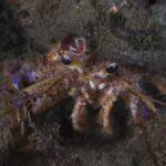 Cangrejo ermitaño colorido (Propagurus gaudichaudii). Créditos: © Mauricio Altamirano @mauricio.altamiranoo @chomesub_expediciones