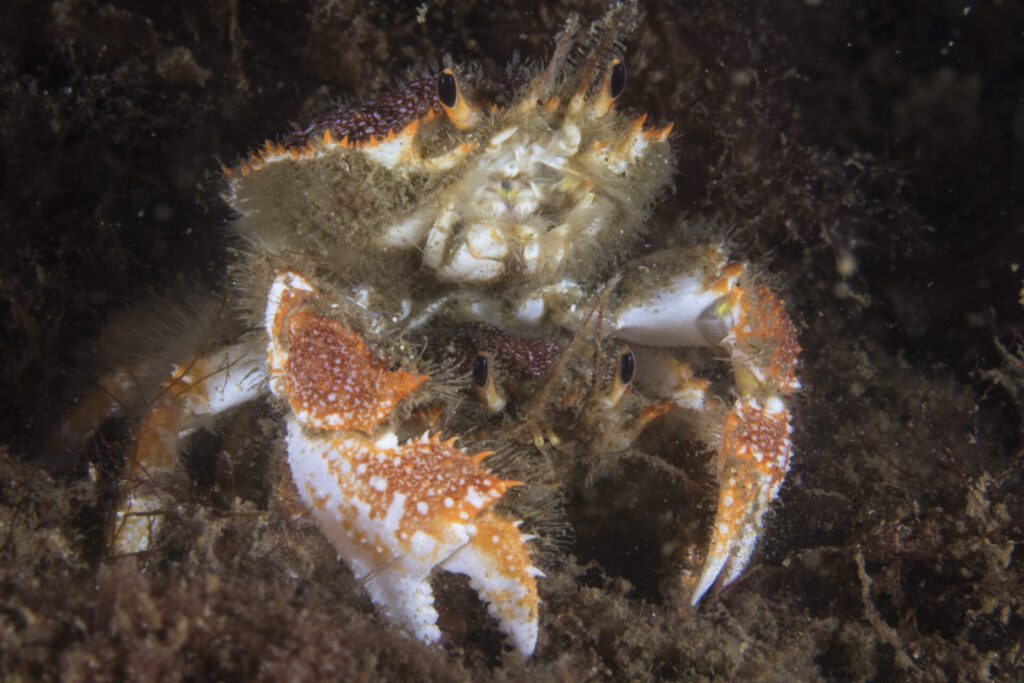 Pareja de cangrejos caja (Lopholithodes diomedeae) en apareamiento. Créditos: © Mauricio Altamirano @mauricio.altamiranoo @chomesub_expediciones