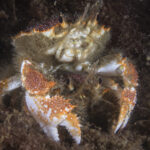 Pareja de cangrejos caja (Lopholithodes diomedeae) en apareamiento. Créditos: © Mauricio Altamirano @mauricio.altamiranoo @chomesub_expediciones