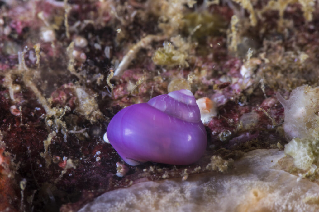 Caracol violeta (Margarella violacea). Créditos: © Mauricio Altamirano @mauricio.altamiranoo @chomesub_expediciones