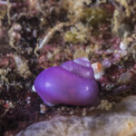 Caracol violeta (Margarella violacea). Créditos: © Mauricio Altamirano @mauricio.altamiranoo @chomesub_expediciones