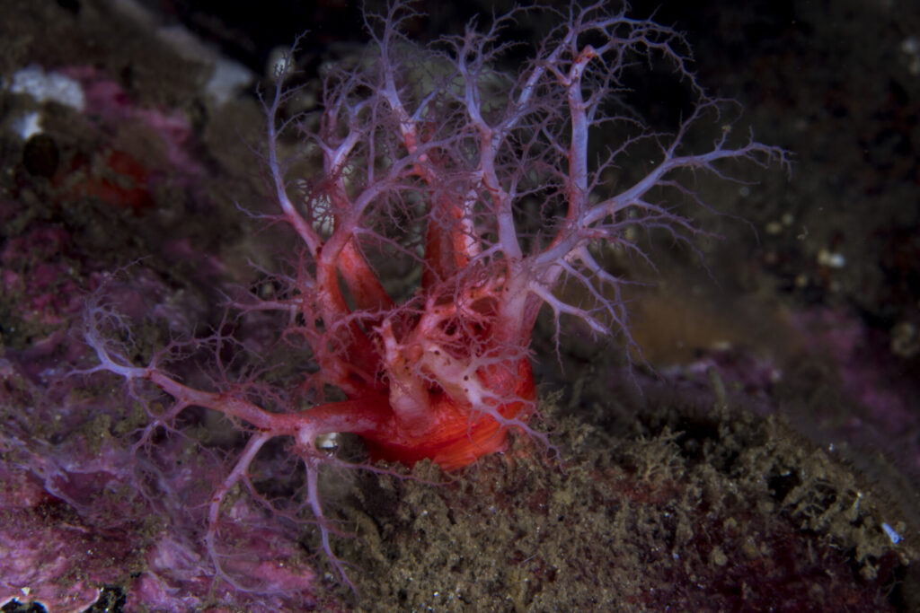 Pepino de mar ramificado (Athyonidium chilense). Créditos: © Mauricio Altamirano @mauricio.altamiranoo @chomesub_expediciones