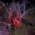 Pepino de mar ramificado (Athyonidium chilense). Créditos: © Mauricio Altamirano @mauricio.altamiranoo @chomesub_expediciones