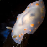 Bailarina con motas naranjas (Tyrinna nobilis). Créditos: © Mauricio Altamirano @mauricio.altamiranoo @chomesub_expediciones