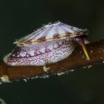 Lapa rayada o lapa de los canales (Fissurella oriens). Créditos: © Mauricio Altamirano @mauricio.altamiranoo @chomesub_expediciones