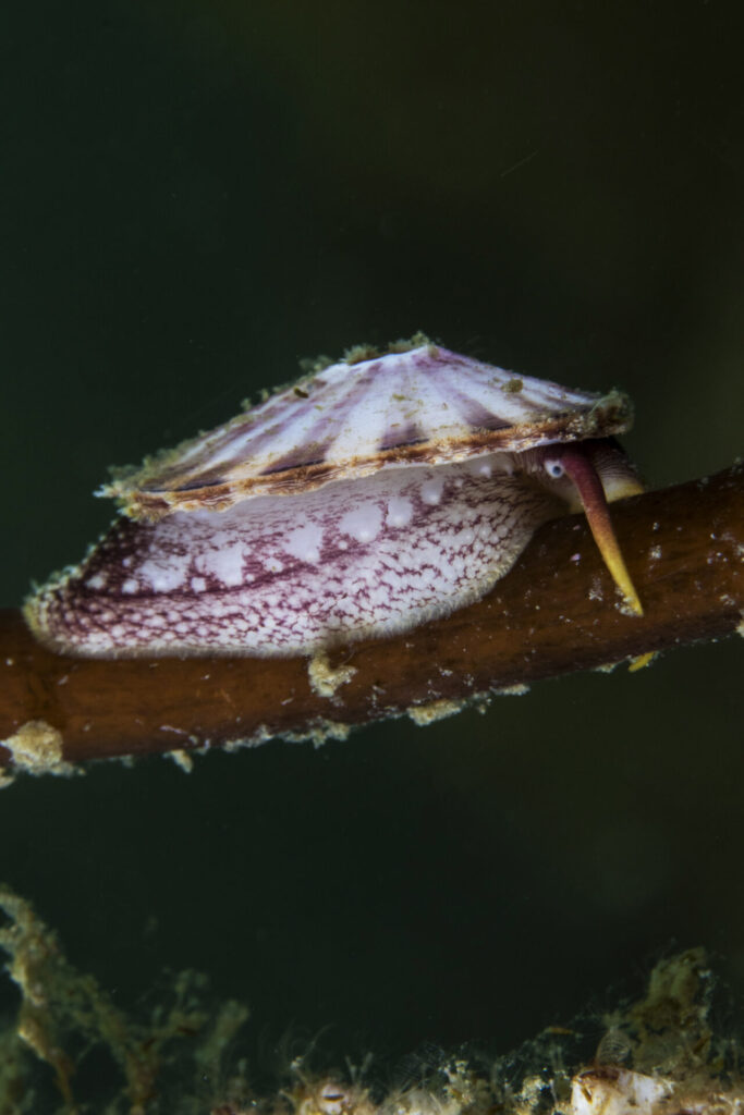 Lapa rayada o lapa de los canales (Fissurella oriens). Créditos: © Mauricio Altamirano @mauricio.altamiranoo @chomesub_expediciones