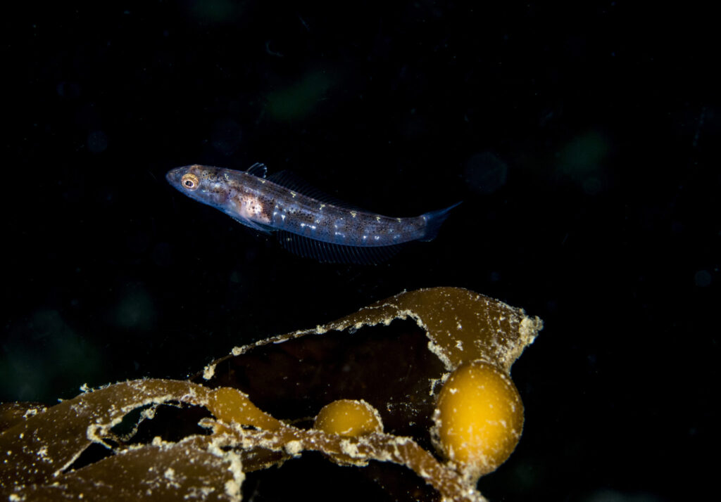 Trombollito de tres aletas (Tripterygion cunninghami) Créditos: © Mauricio Altamirano @mauricio.altamiranoo @chomesub_expediciones