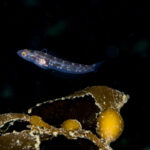 Trombollito de tres aletas (Tripterygion cunninghami) Créditos: © Mauricio Altamirano @mauricio.altamiranoo @chomesub_expediciones