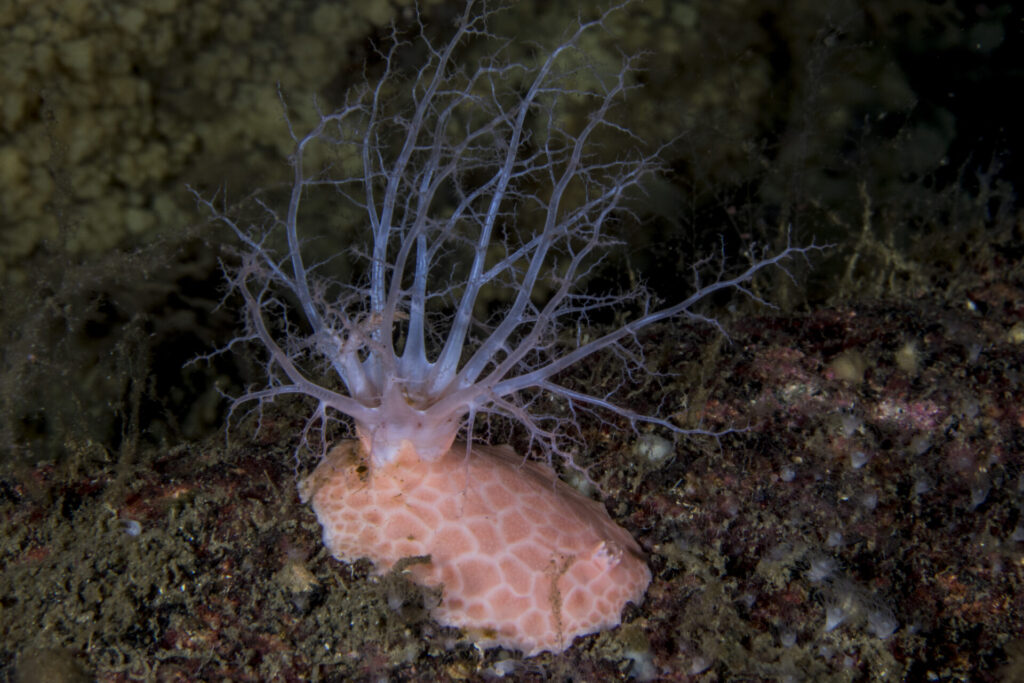 Nudibranquio tritonia gigante o tritonia rosada (Tritonia vorax) atacando y devorando un pepino de mar ramificado (Athyonidium chilense). Créditos: © Mauricio Altamirano @mauricio.altamiranoo @chomesub_expediciones