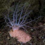 Nudibranquio tritonia gigante o tritonia rosada (Tritonia vorax) atacando y devorando un pepino de mar ramificado (Athyonidium chilense). Créditos: © Mauricio Altamirano @mauricio.altamiranoo @chomesub_expediciones
