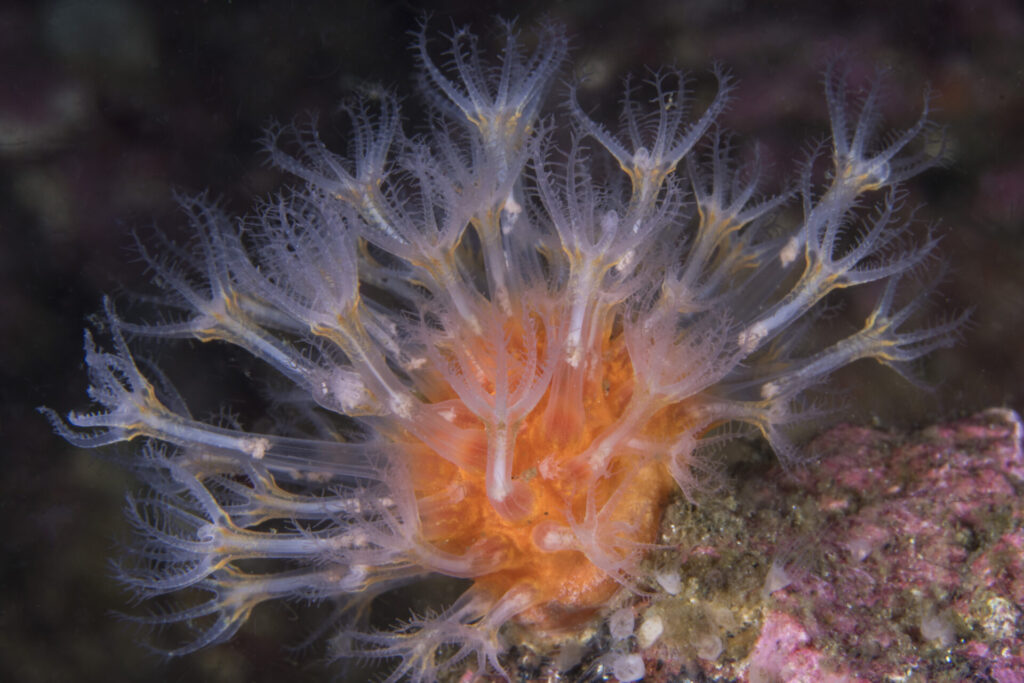 Coral blando naranja (Alcyonium haddoni). Créditos: © Mauricio Altamirano @mauricio.altamiranoo @chomesub_expediciones