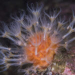 Coral blando naranja (Alcyonium haddoni). Créditos: © Mauricio Altamirano @mauricio.altamiranoo @chomesub_expediciones