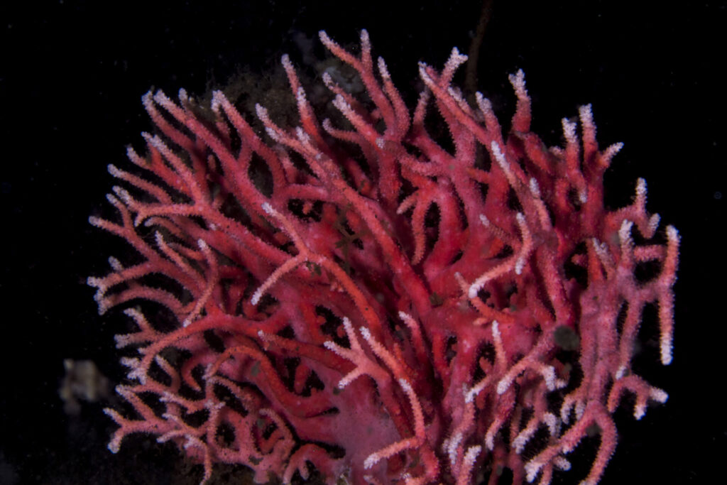 hidrocoral rojo (Errina antarctica). Créditos: © Mauricio Altamirano @mauricio.altamiranoo @chomesub_expediciones