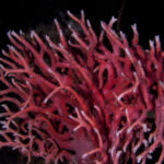 hidrocoral rojo (Errina antarctica). Créditos: © Mauricio Altamirano @mauricio.altamiranoo @chomesub_expediciones
