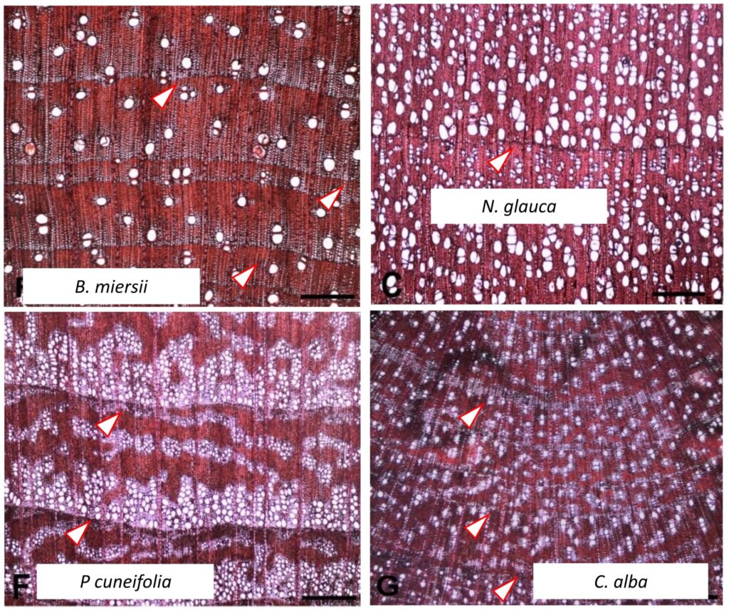 Micrografías de cortes transversales de madera de cuatro especies del bosque mediterráneo chileno: belloto del norte (beilschmiedia miersii), hualo (nothofagus glauca), huañil (proustia cuneifolia) y peumo (cryptocarya alba). Las flechas rojas señalan los límites entre un anillo de crecimiento y el siguiente. Créditos: Alejandro Venegas.