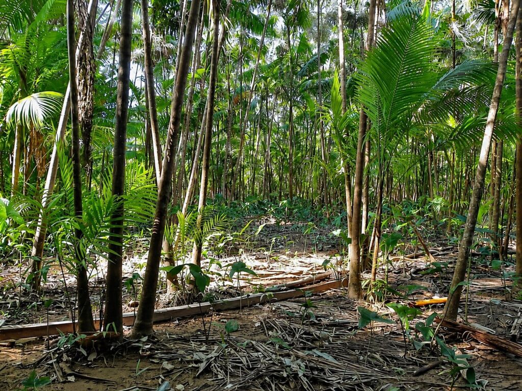 Monocultivo de açaí, sin ninguna otra especie arbórea en la zona, en la isla de Combú, Belém, estado de Pará. Créditos: cortesía Raphael Nunes