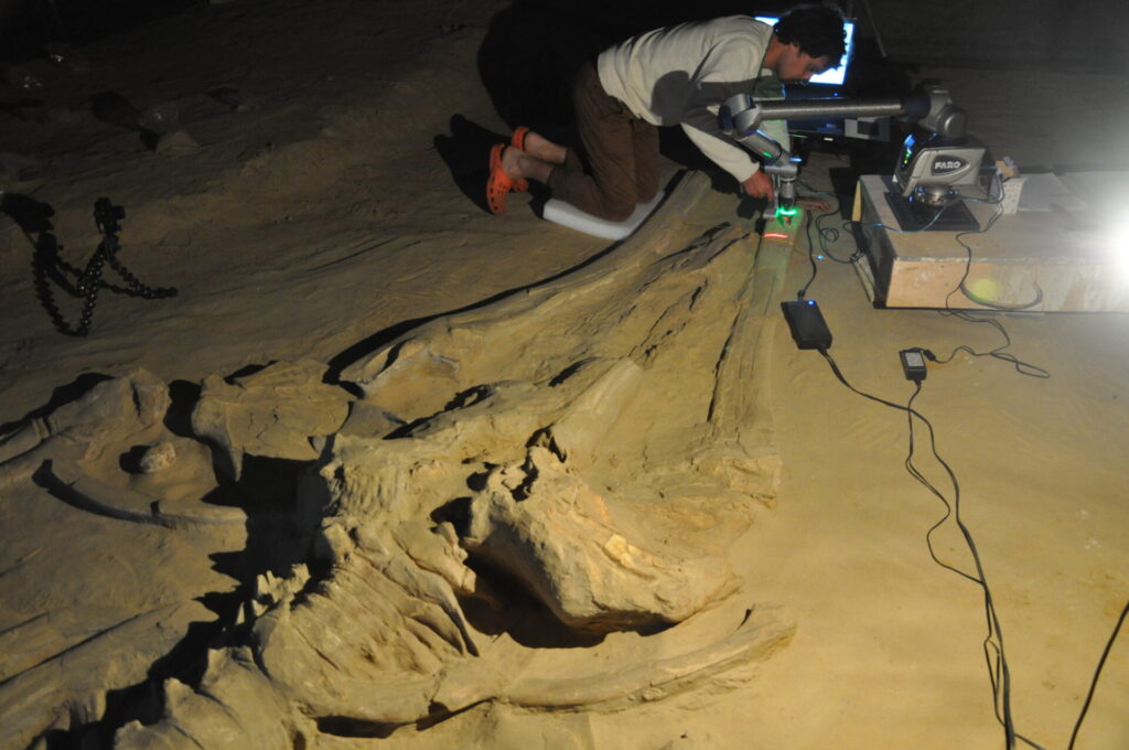 Fósiles Cerro Ballena, al norte del puerto de Caldera. Créditos: Instituto Smithsoniano.