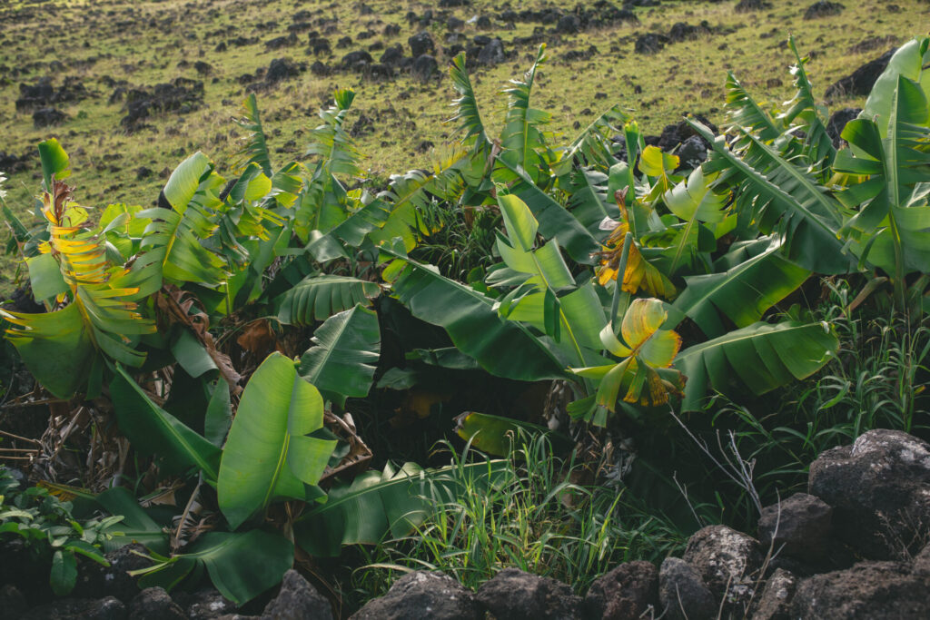 Rapa Nui. Créditos (CC-BY): Amelia Ortuzar.