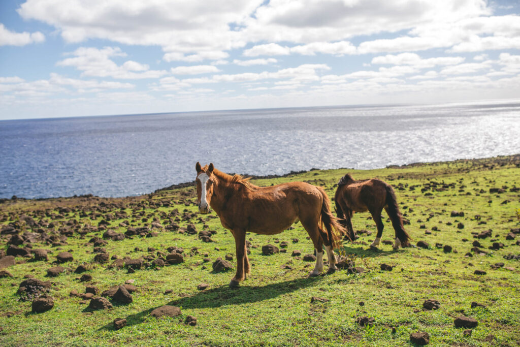 Rapa Nui. Créditos (CC-BY): Amelia Ortuzar.