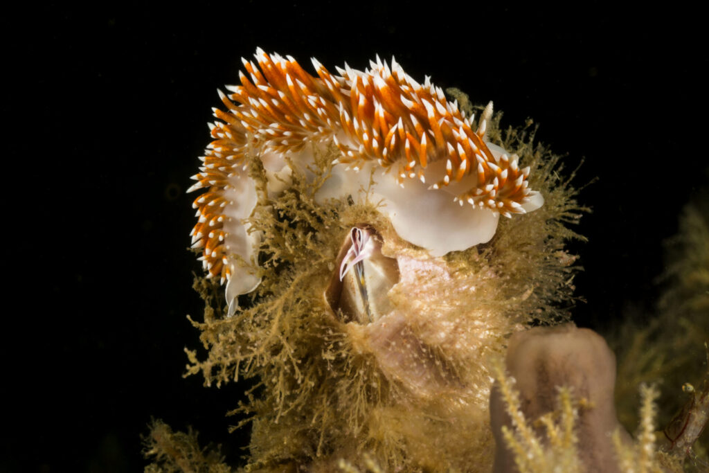 Nudibranquio espalda de fuego (Phidiana lottini) sobre picoroco a 20 mts de profundidad. Créditos: © Mauricio Altamirano @mauricio.altamiranoo @chomesub_expediciones
