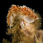 Nudibranquio espalda de fuego (Phidiana lottini) sobre picoroco a 20 mts de profundidad. Créditos: © Mauricio Altamirano @mauricio.altamiranoo @chomesub_expediciones