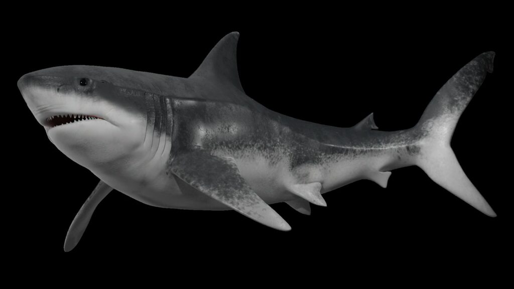 Megalodón (Otodus megalodon. Créditos: cortesía de CIAHN Atacama.