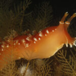 Tritonia magnífica (Tritonia odhneri). Créditos: © Mauricio Altamirano @mauricio.altamiranoo @chomesub_expediciones