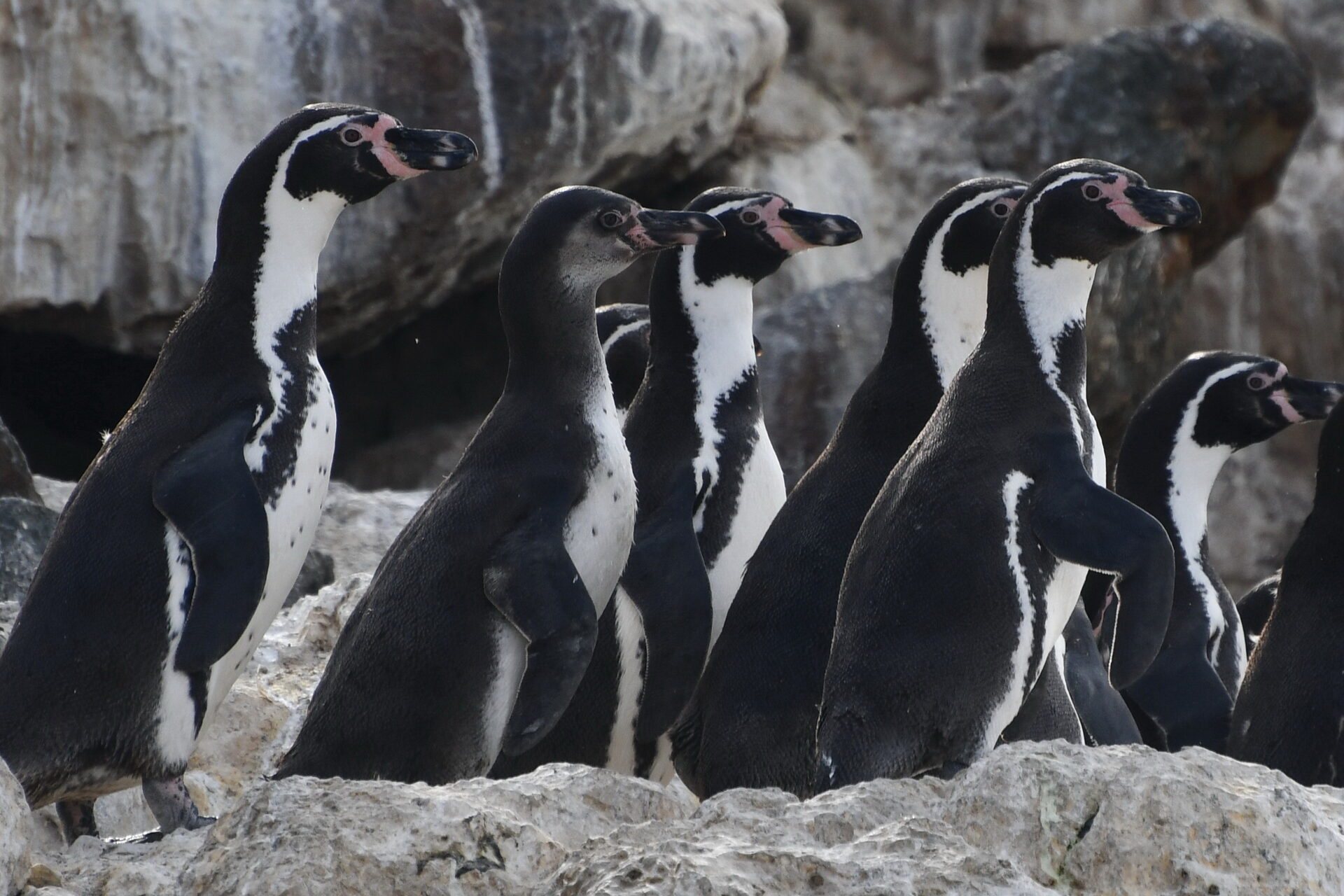 Lanzan programa de pequeños fondos para la conservación de aves de Chile