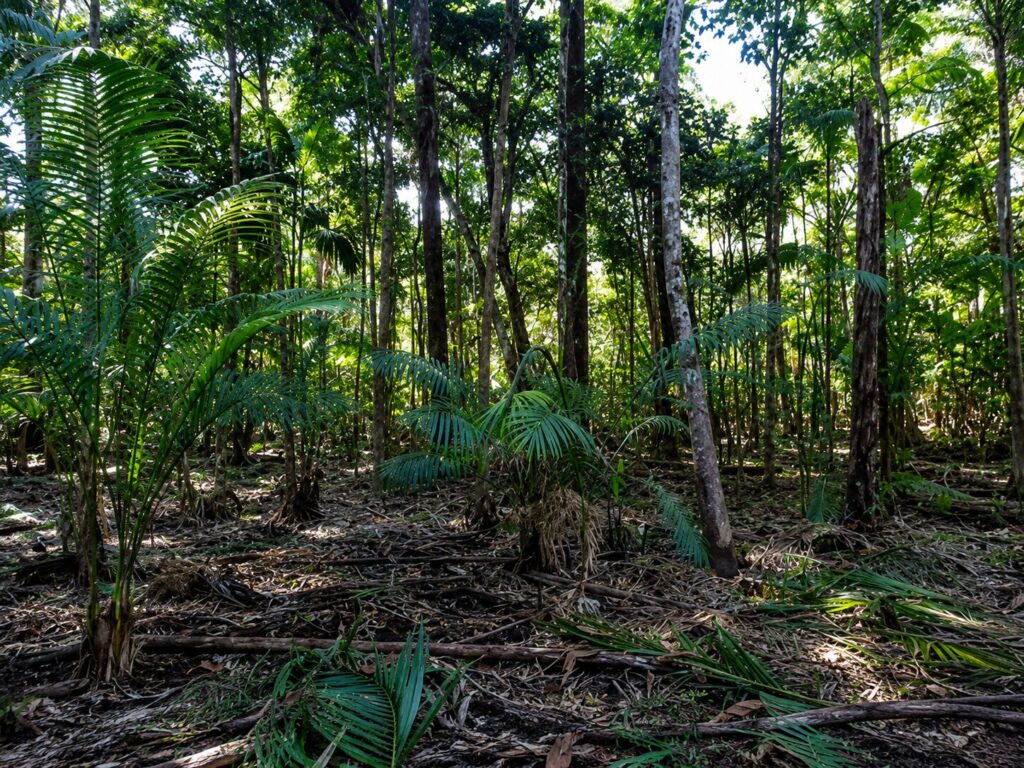 Plantación de açaí rodeada de algunas otras especies de plantas nativas en Igarapé-Miri, estado de Pará. Créditos: cortesía Raphael Nunes