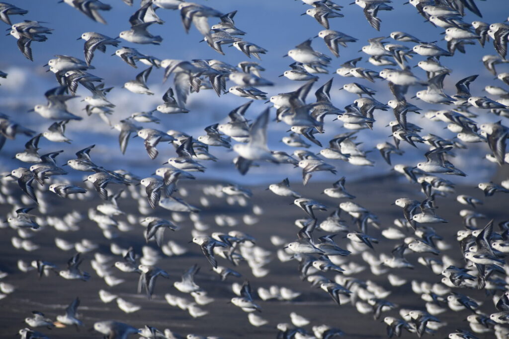 Playeros blancos. Créditos: Diego Luna Quevedo.