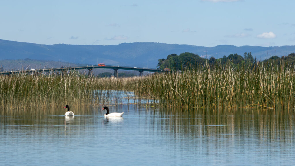 Santuario de la Naturaleza Carlos Andwanter, Valdivia. Créditos: José Ángel Almonacid Ángel, fundación Kennedy