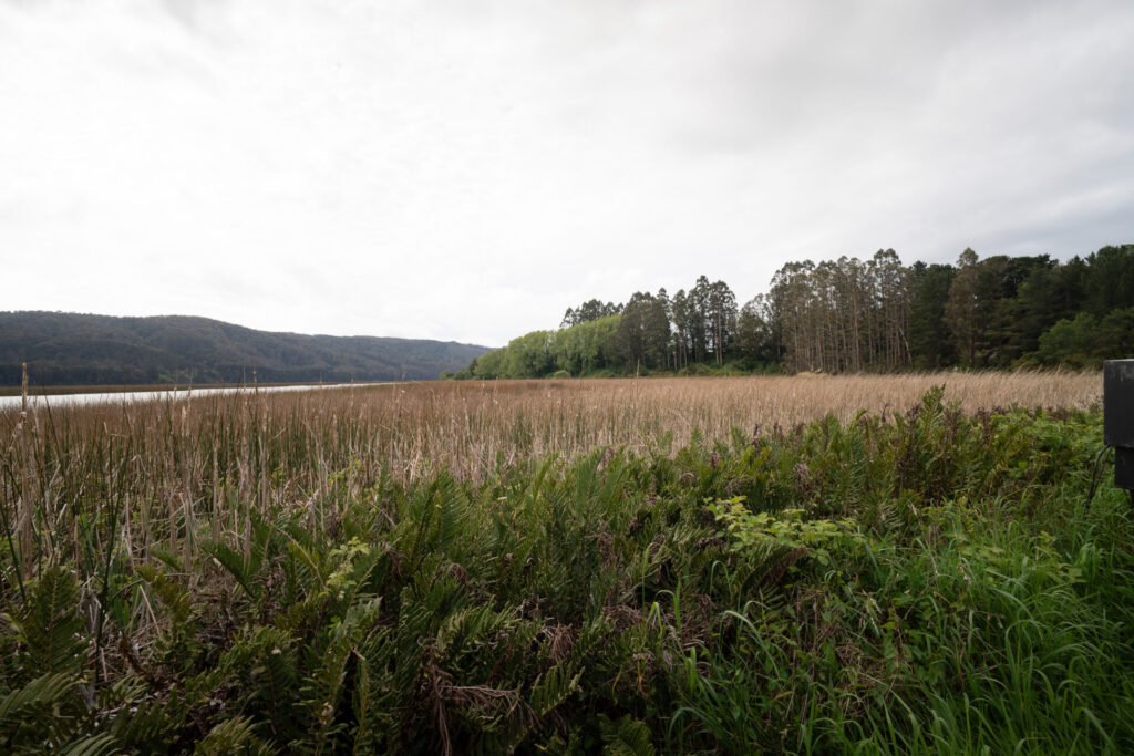 Santuario de la Naturaleza Río Cruces, Valdivia. Créditos: Deigoro Kimat Oliveros Mora, fundación Kennedy
