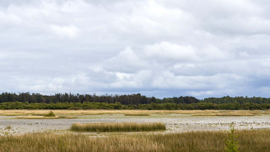 Santuario de la Naturaleza Río Cruces y Chorocomayo, Valdivia. Créditos: Deigoro Kimat Oliveros Mora, fundación Kennedy