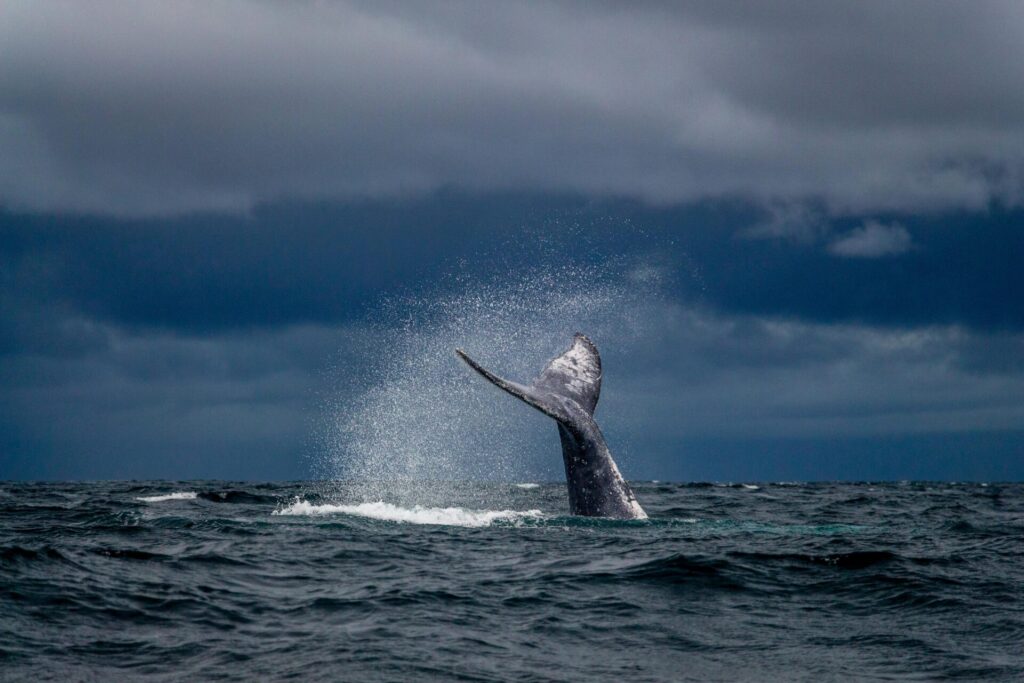 Las ballenas jorobadas migran miles de kilómetros cada año entre zonas de alimentación y cría. Créditos: Silvana Palacios