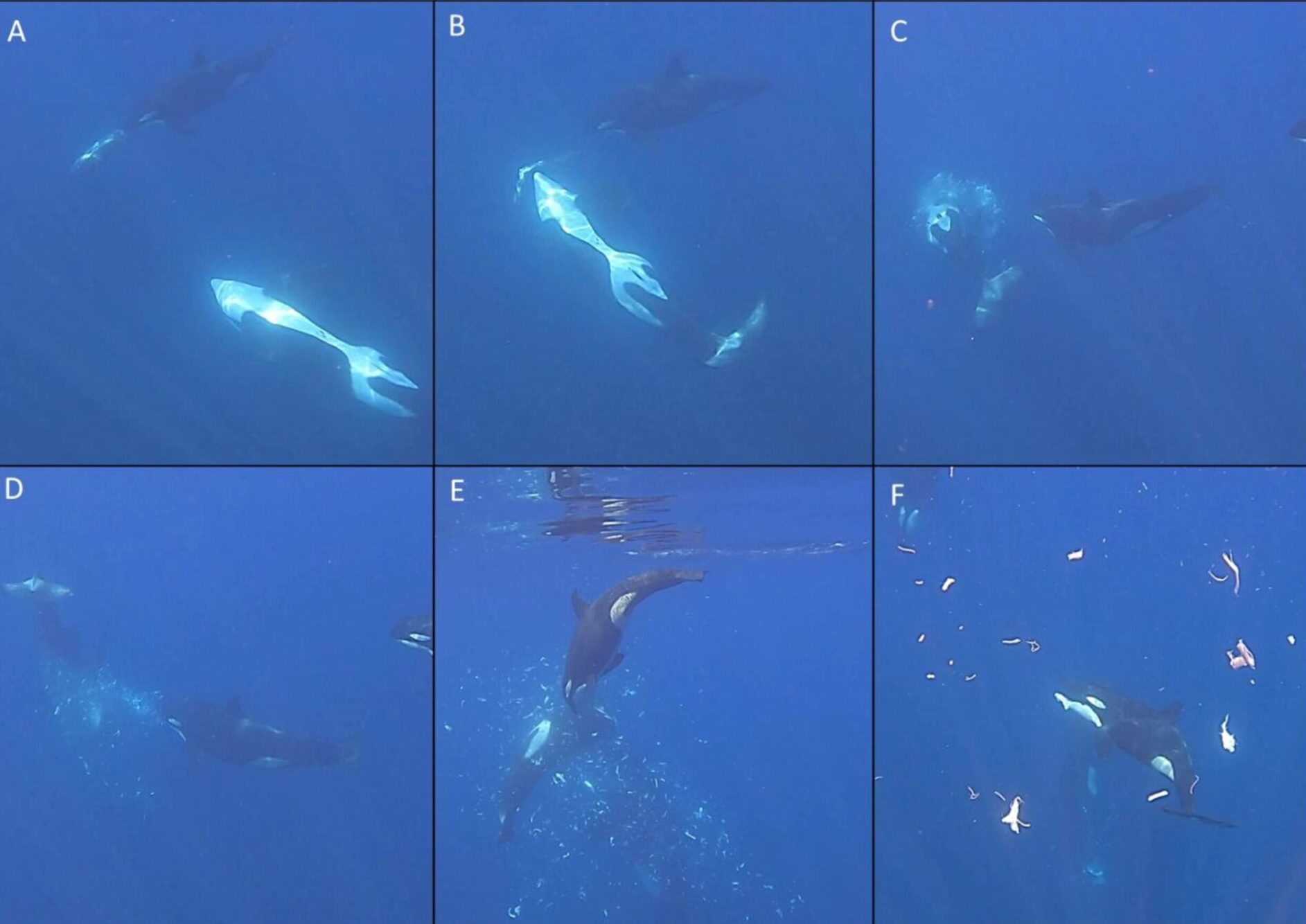 Impresionante: científicos documentan orcas haciendo explotar a un pez luna luego de fuerte embestida en el golfo de California