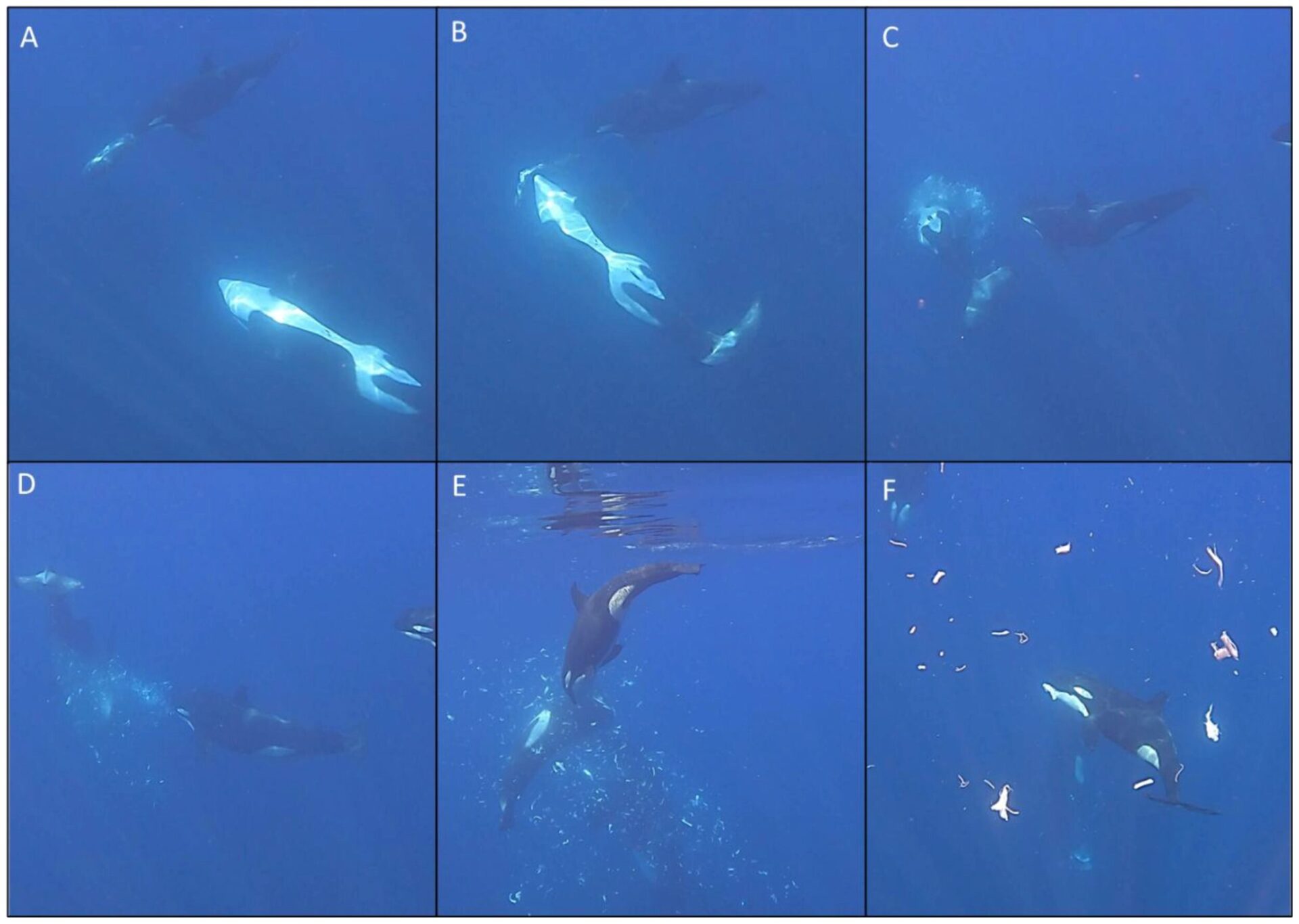 Impresionante: científicos documentan orcas haciendo explotar a un pez luna luego de fuerte embestida en el golfo de California